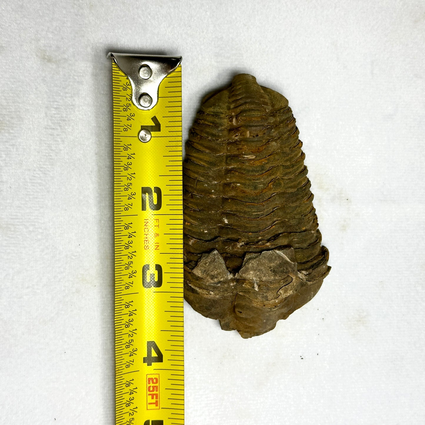 Spectacular Flexicalymene Trilobite