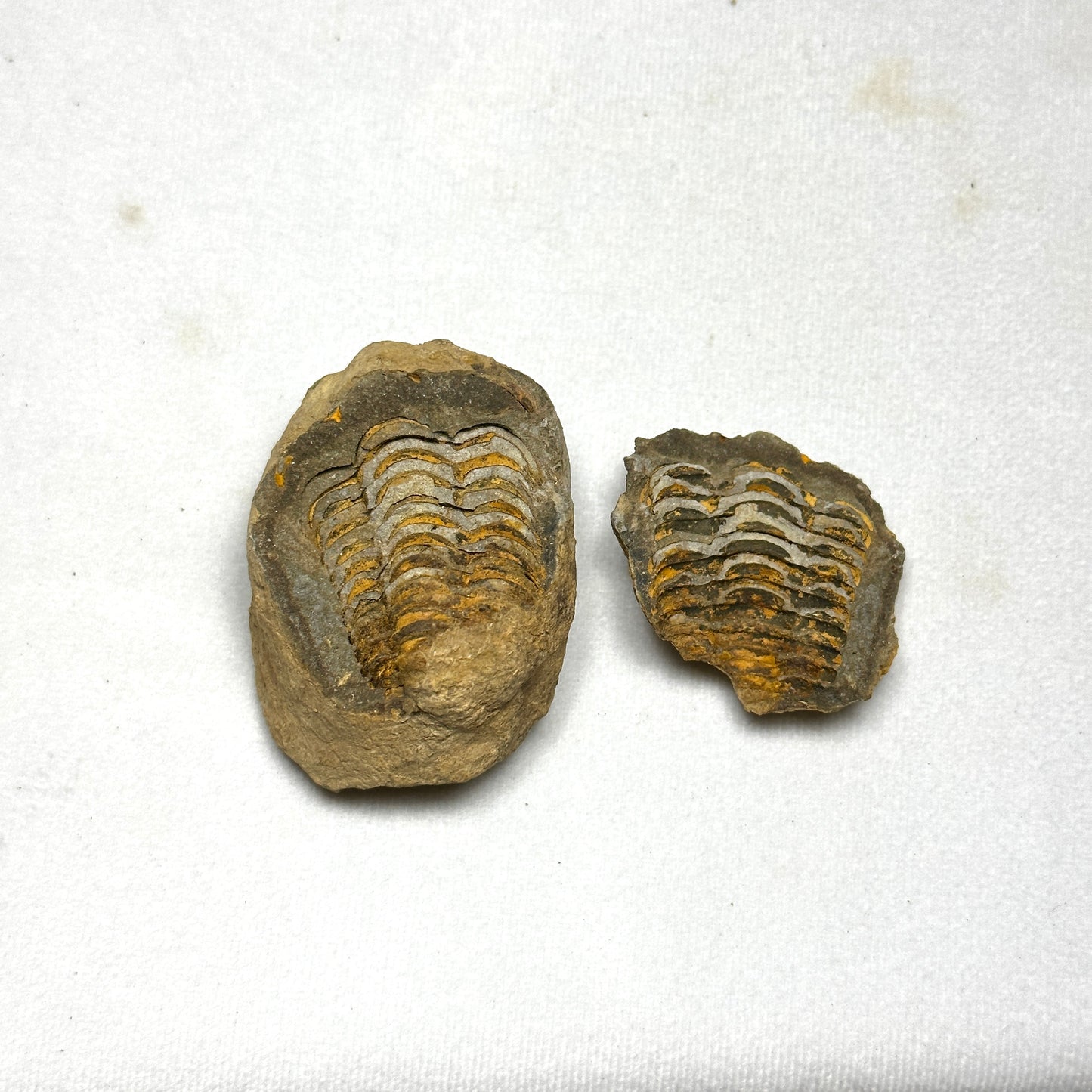 Flexicalymene Trilobite Nodule 2.3"