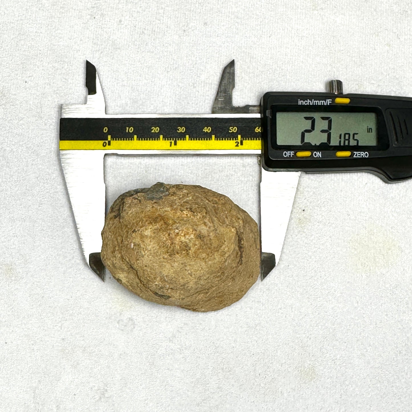 Flexicalymene Trilobite Nodule 2.3"