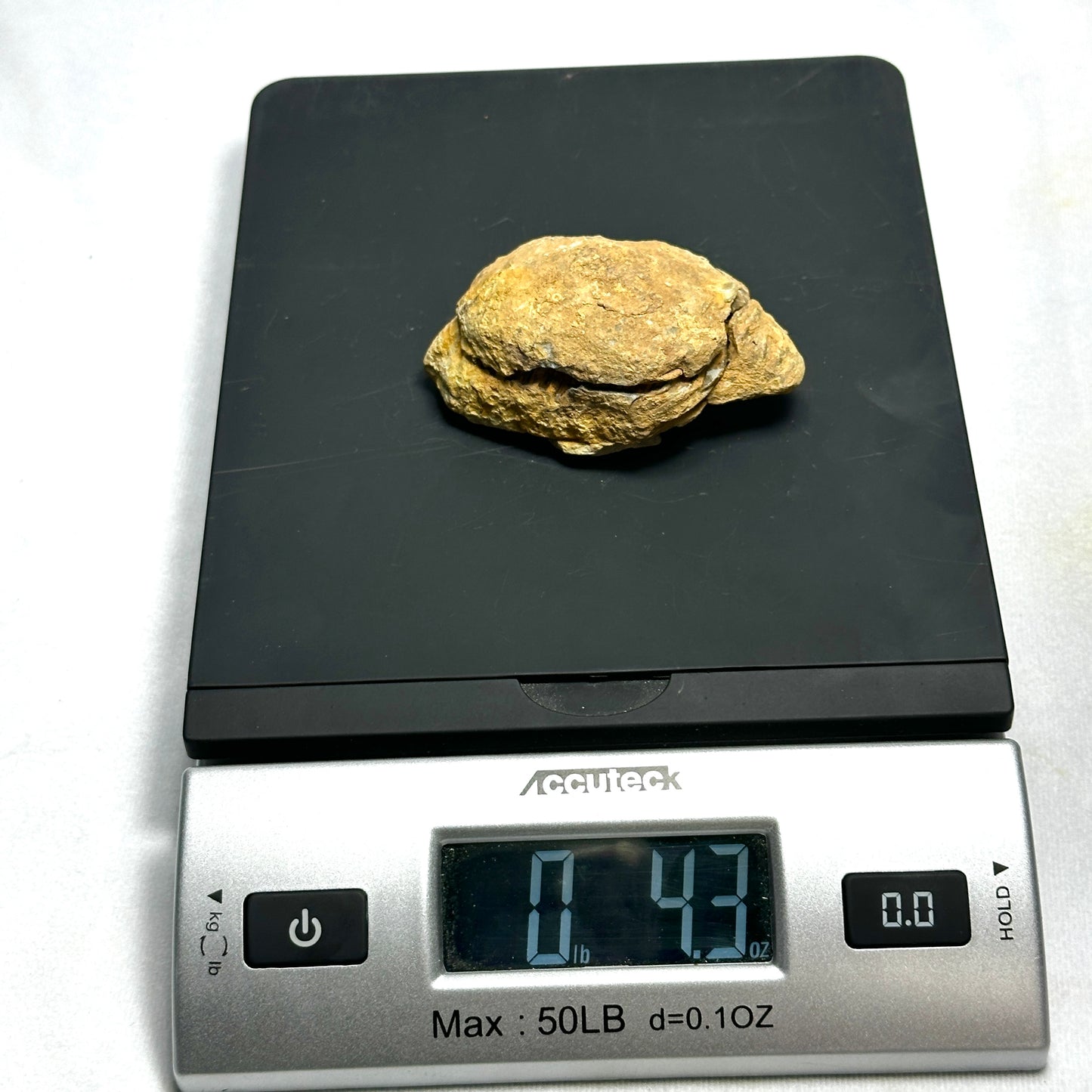 Flexicalymene Trilobite Nodule 3"
