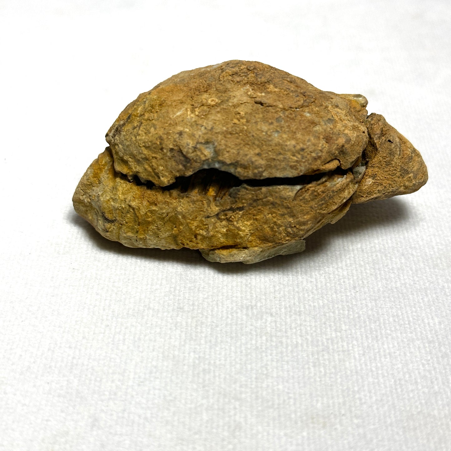 Flexicalymene Trilobite Nodule 3"