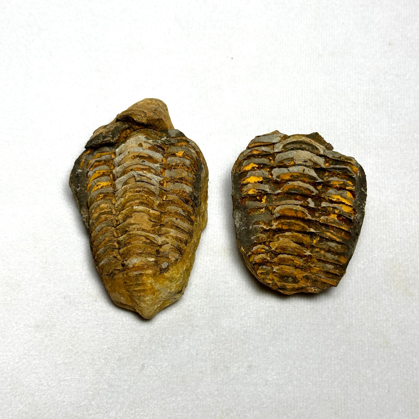 Flexicalymene Trilobite Nodule 3"