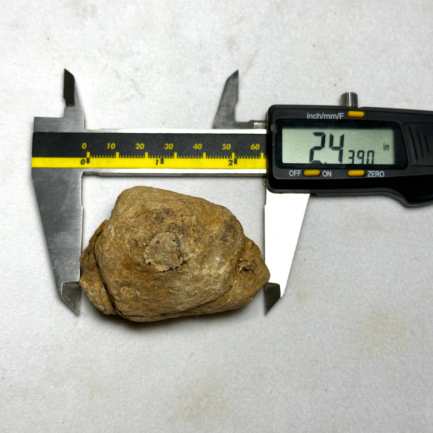 Flexicalymene Trilobite Nodule 2.4"