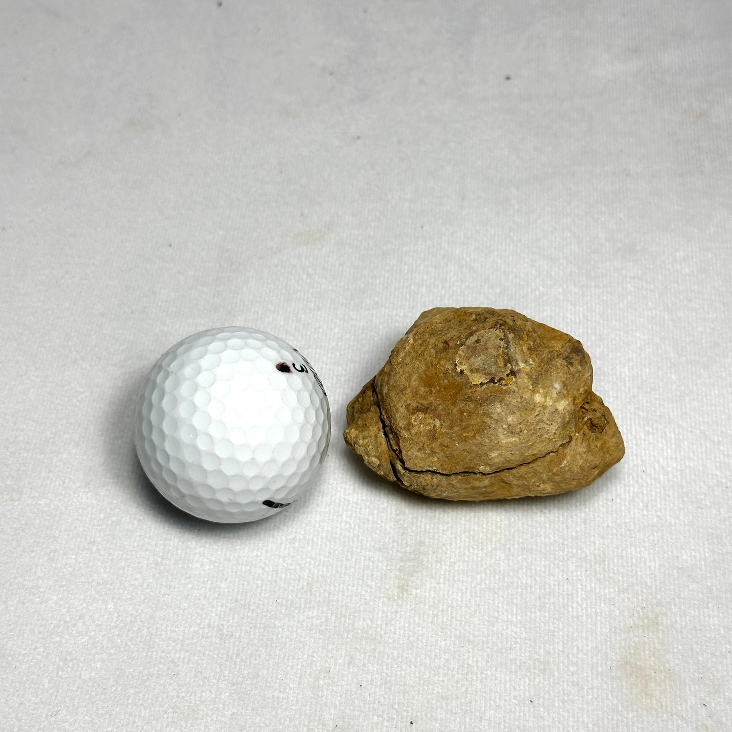 Flexicalymene Trilobite Nodule 2.4"