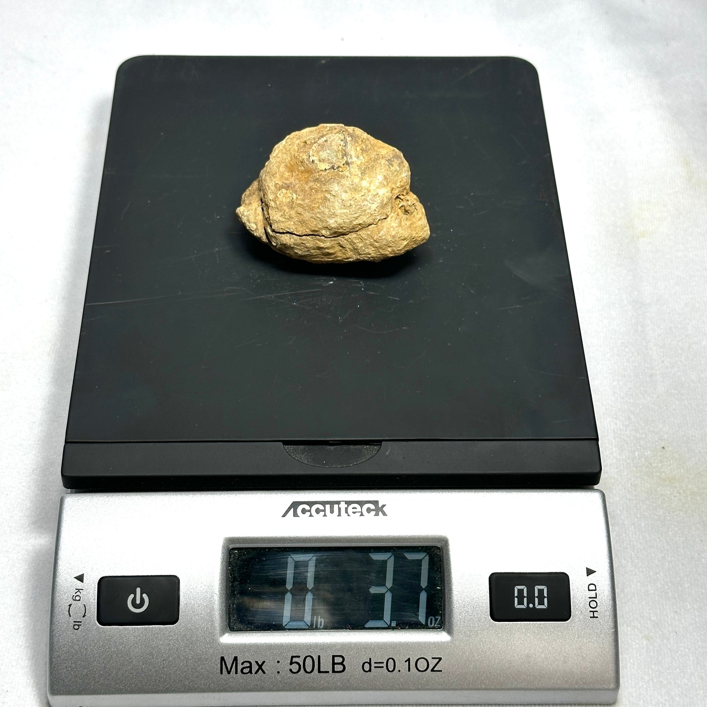 Flexicalymene Trilobite Nodule 2.4"