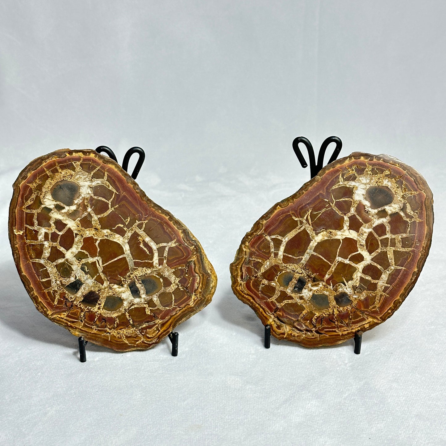 Moroccan Split Septarian Nodule