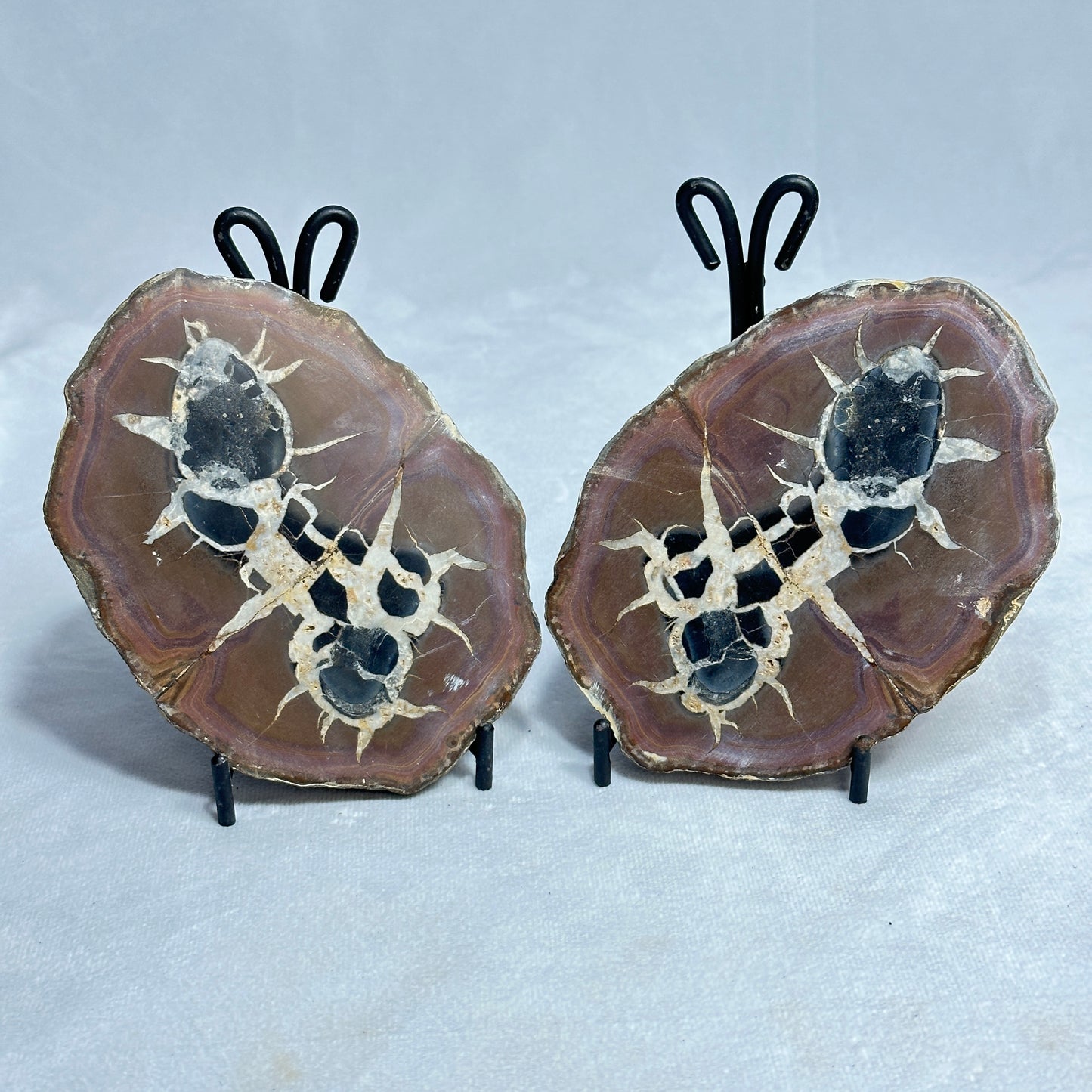 Unique Split Septarian Nodule