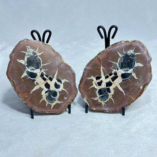 Unique Split Septarian Nodule