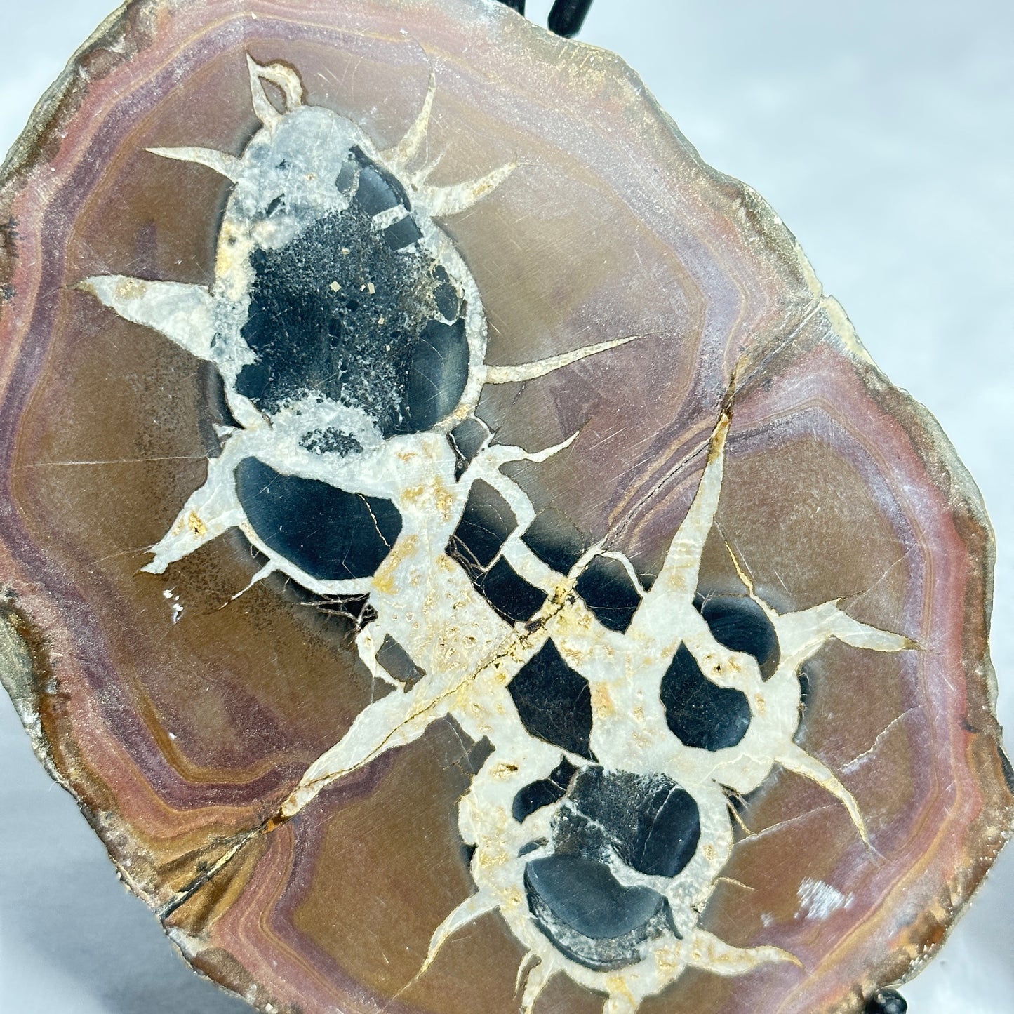 Unique Split Septarian Nodule