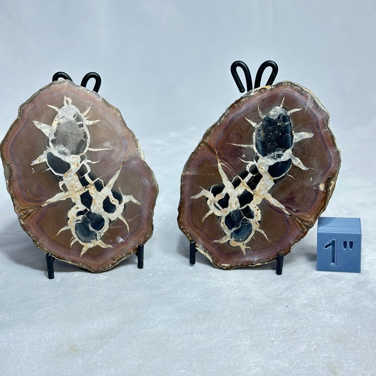 Unique Split Septarian Nodule