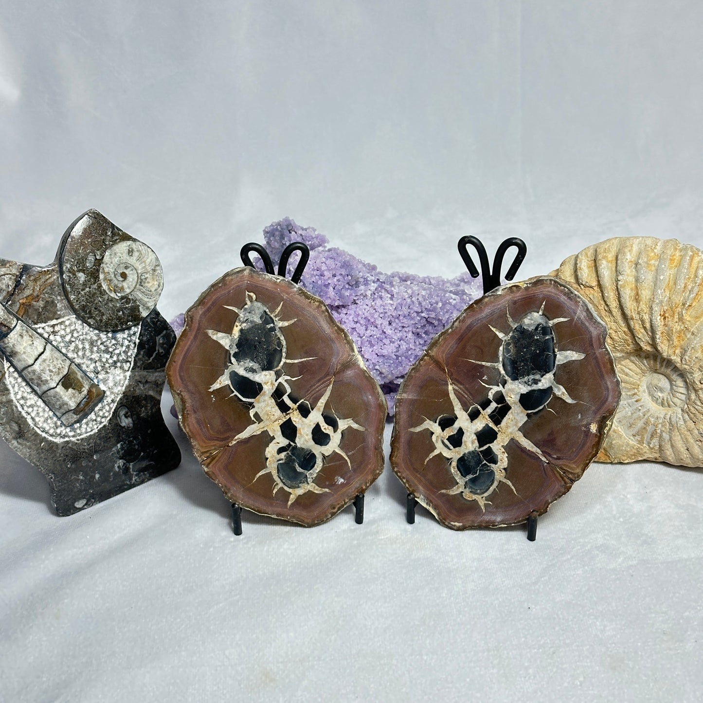 Unique Split Septarian Nodule