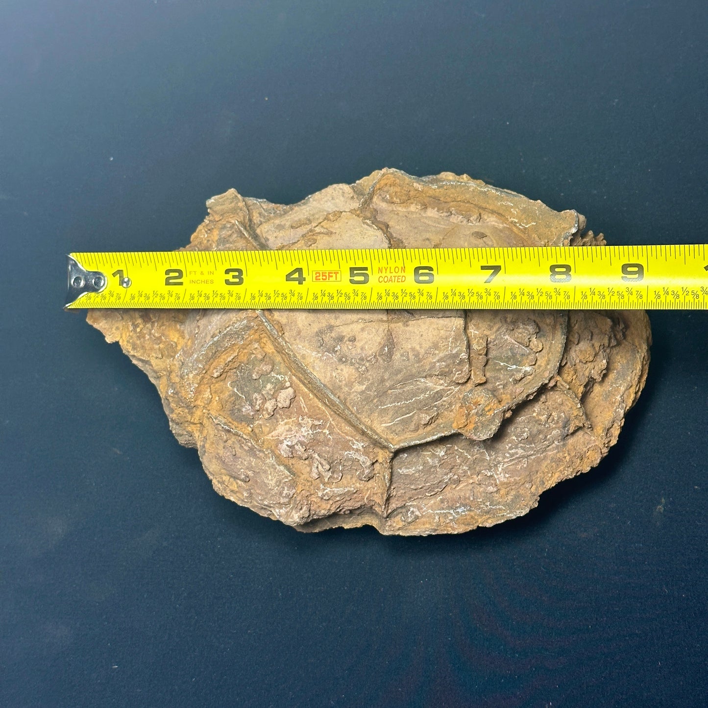 Amazing Septarian Nodule