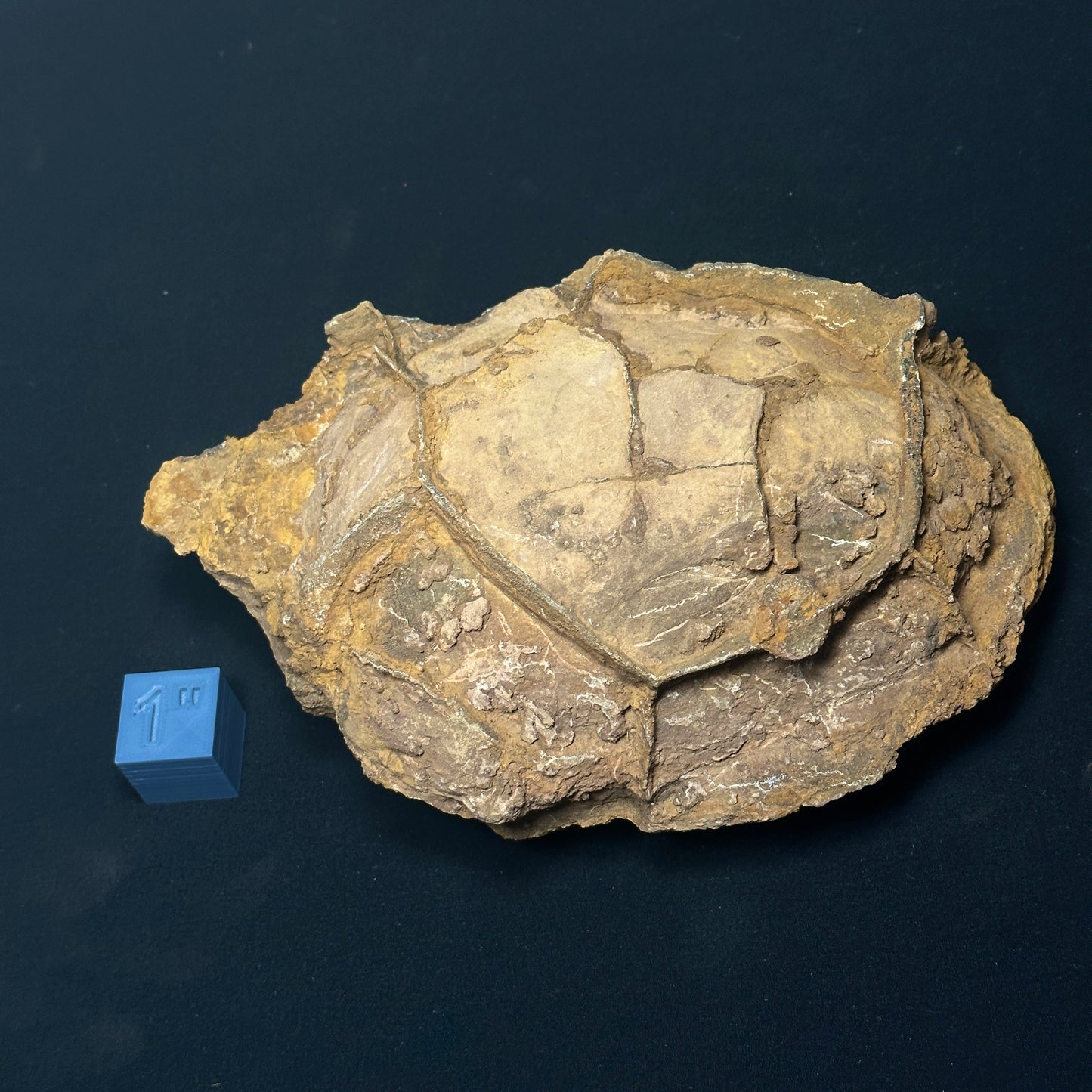Amazing Septarian Nodule