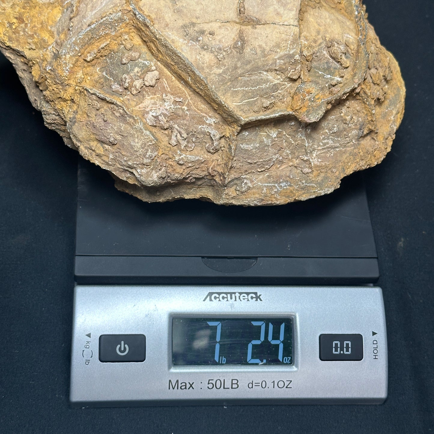 Amazing Septarian Nodule