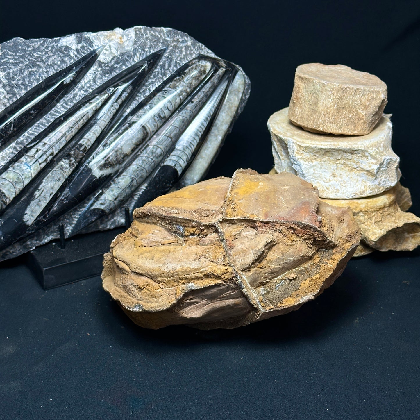 Interesting Fossilized Whale Vertebrae