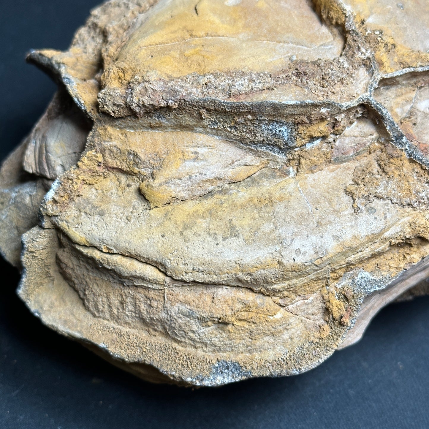 Raw Septarian Nodule
