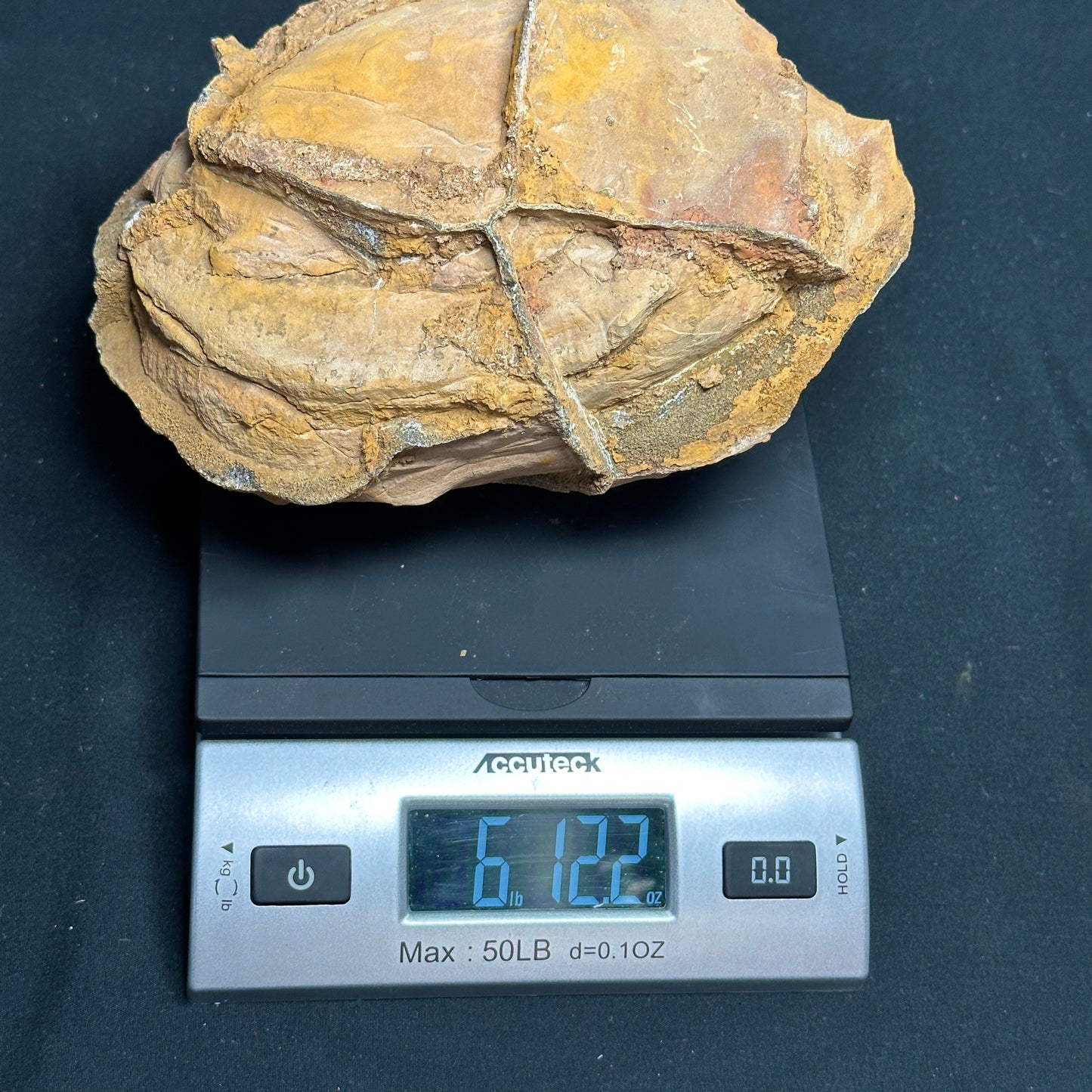 Raw Septarian Nodule