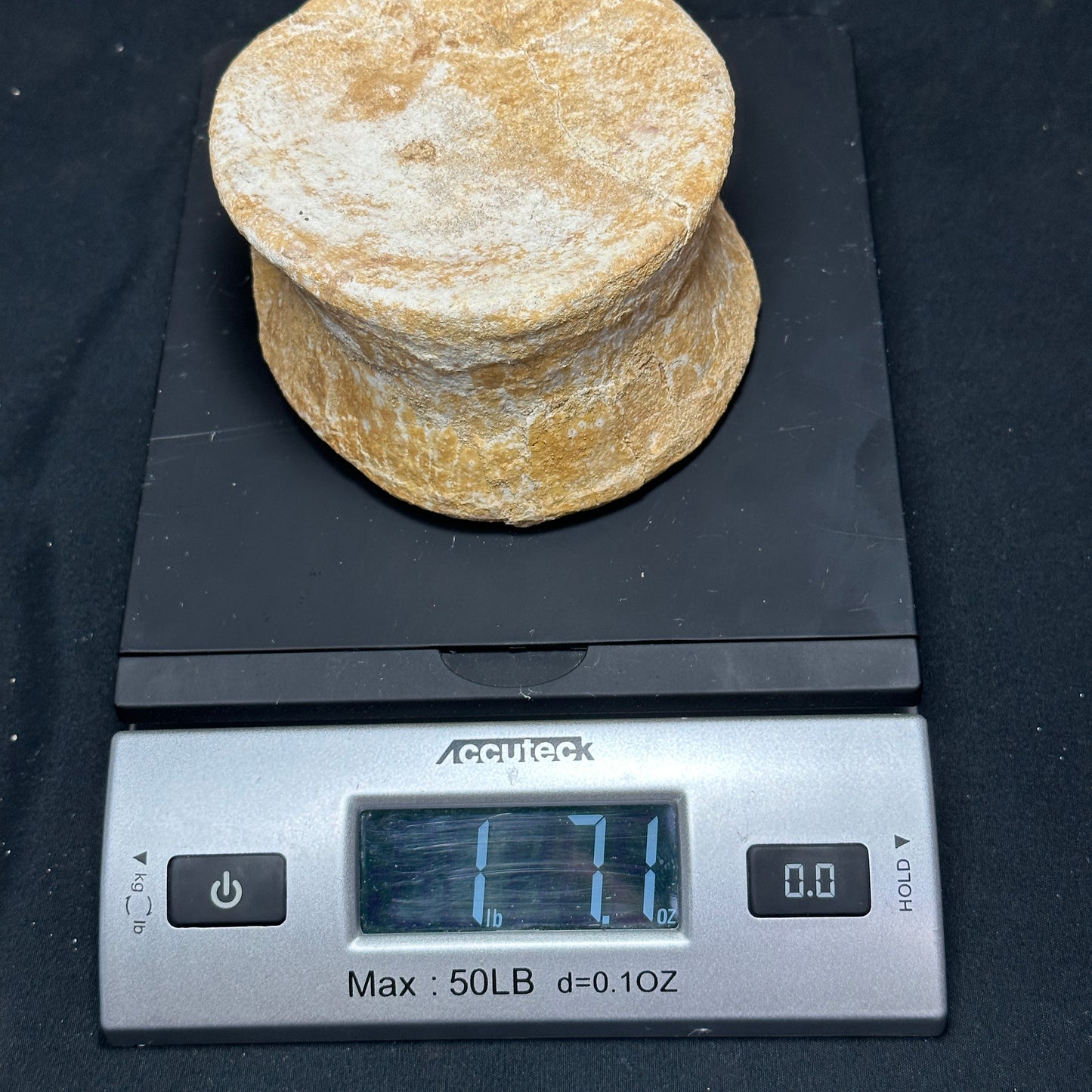 Fossil Whale Vertebrae