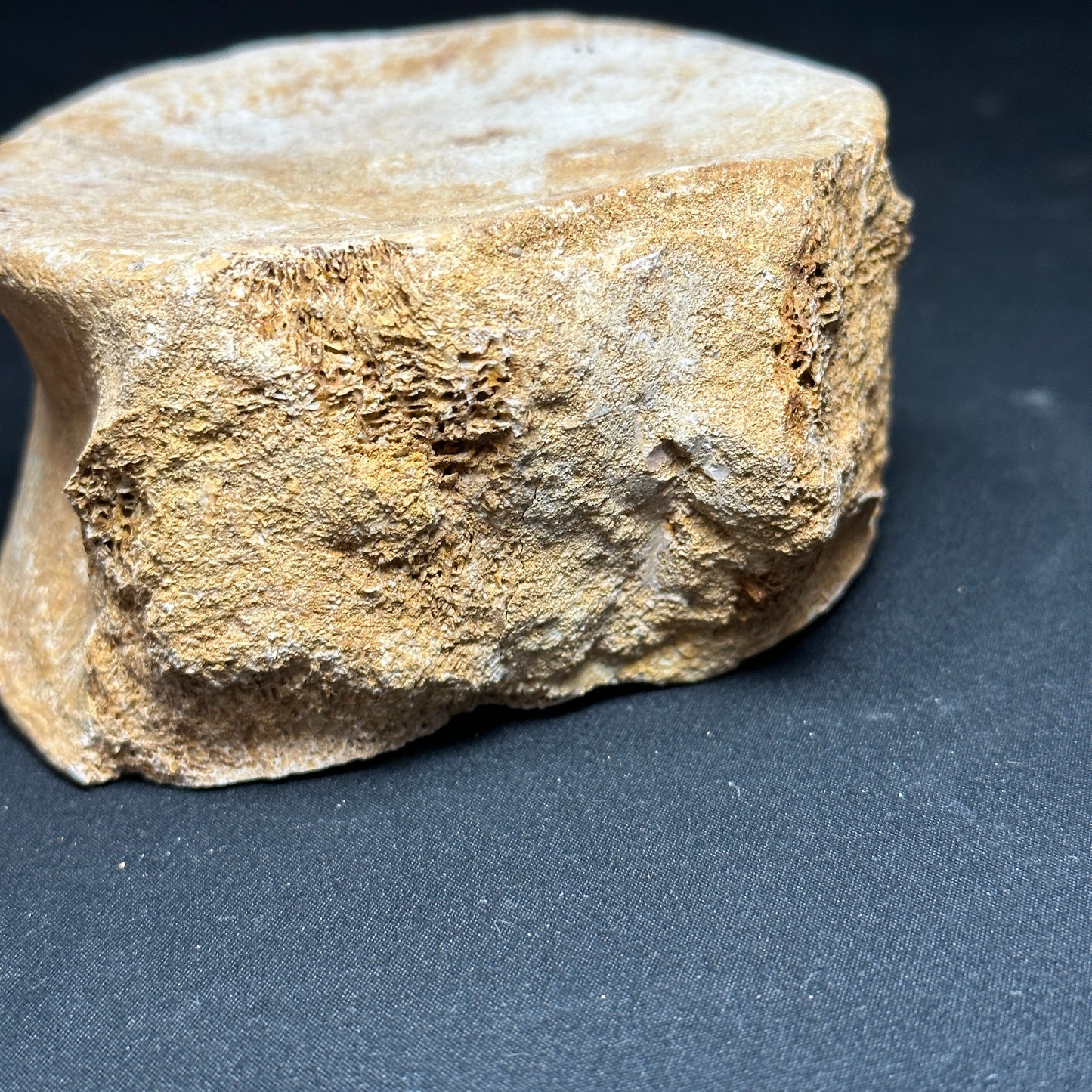 Fossil Whale Vertebrae