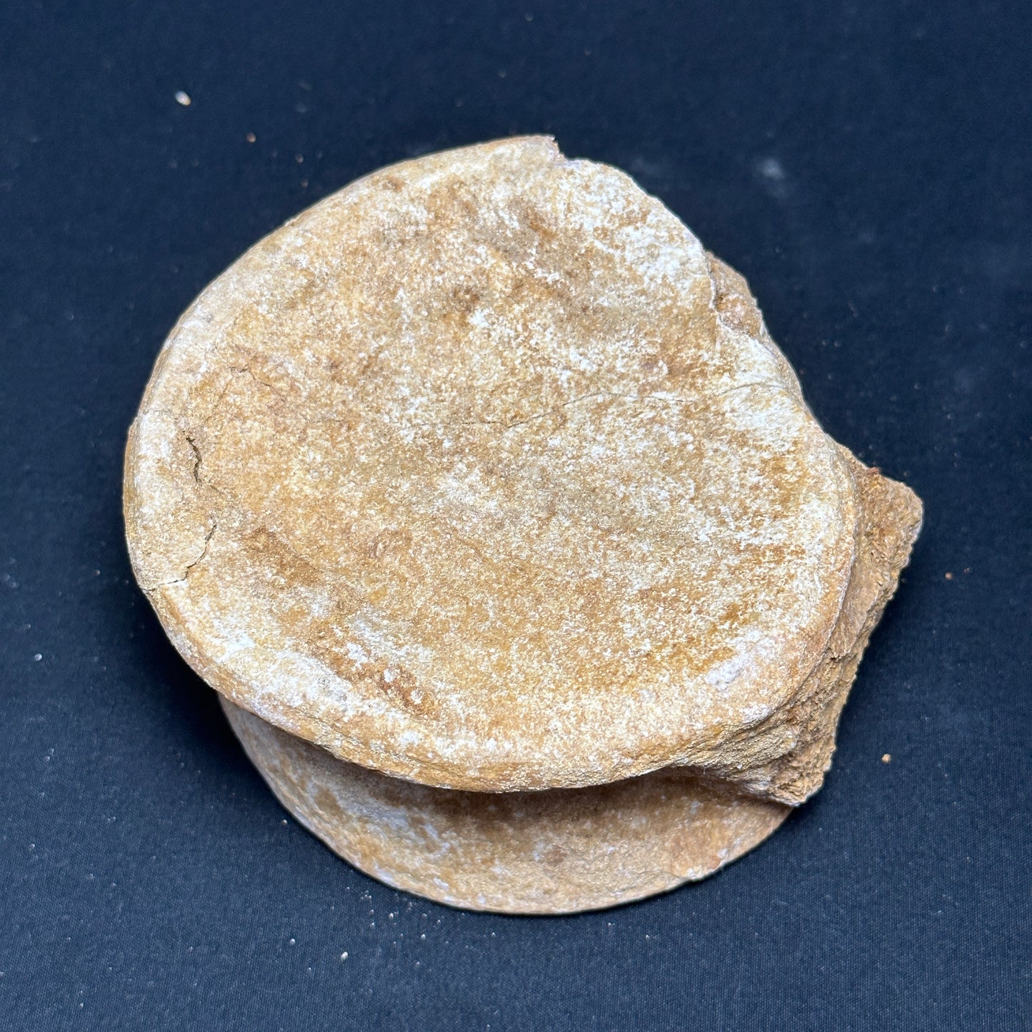 Fossil Whale Vertebrae