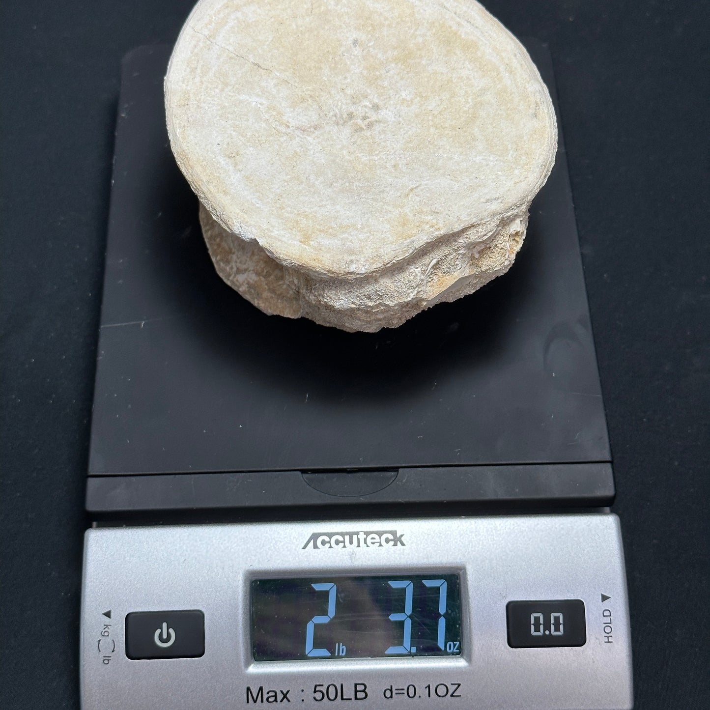 Beautiful Fossilized Whale Vertebrae