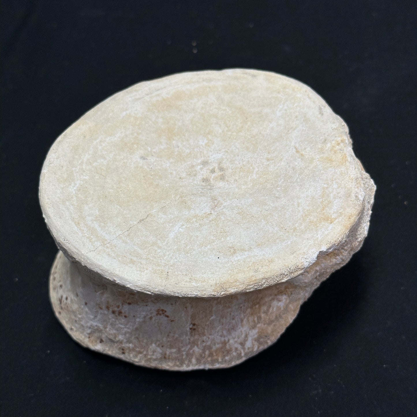 Beautiful Fossilized Whale Vertebrae