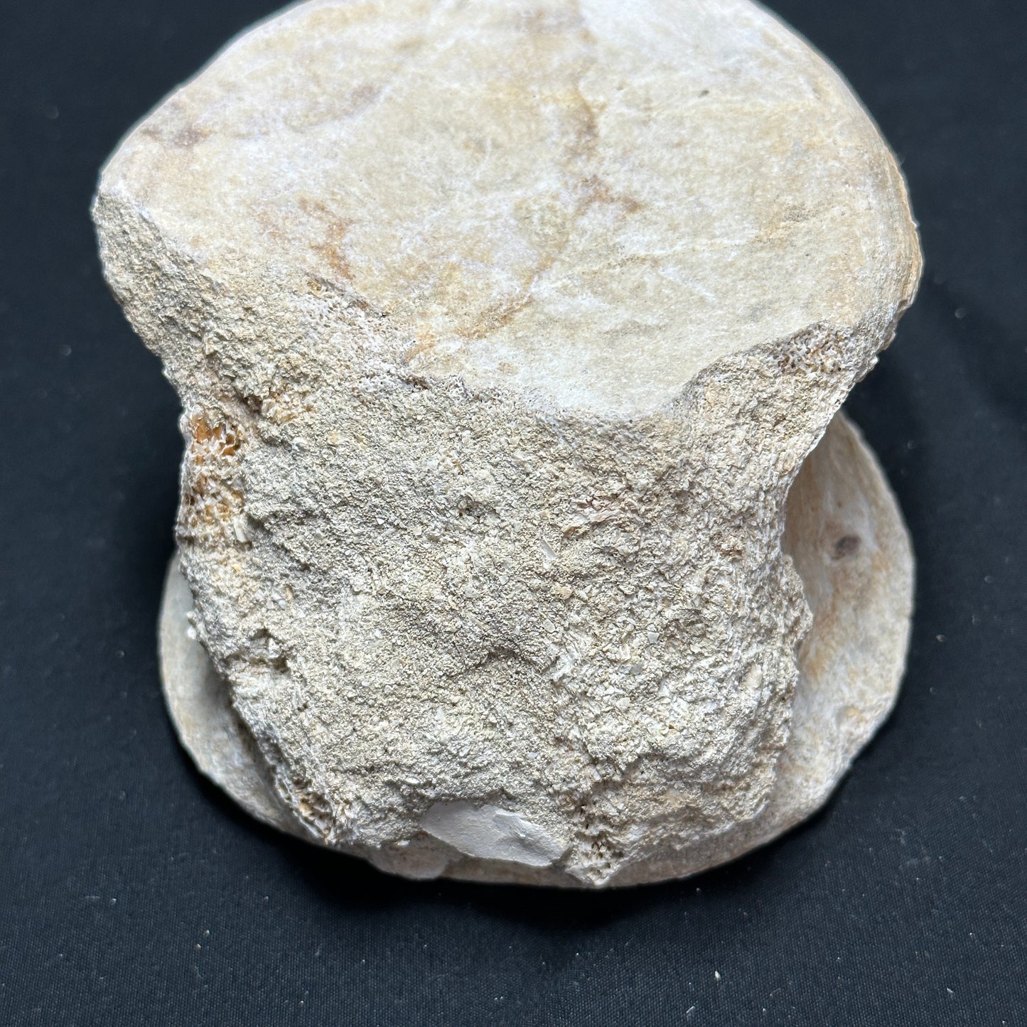 Beautiful Fossilized Whale Vertebrae