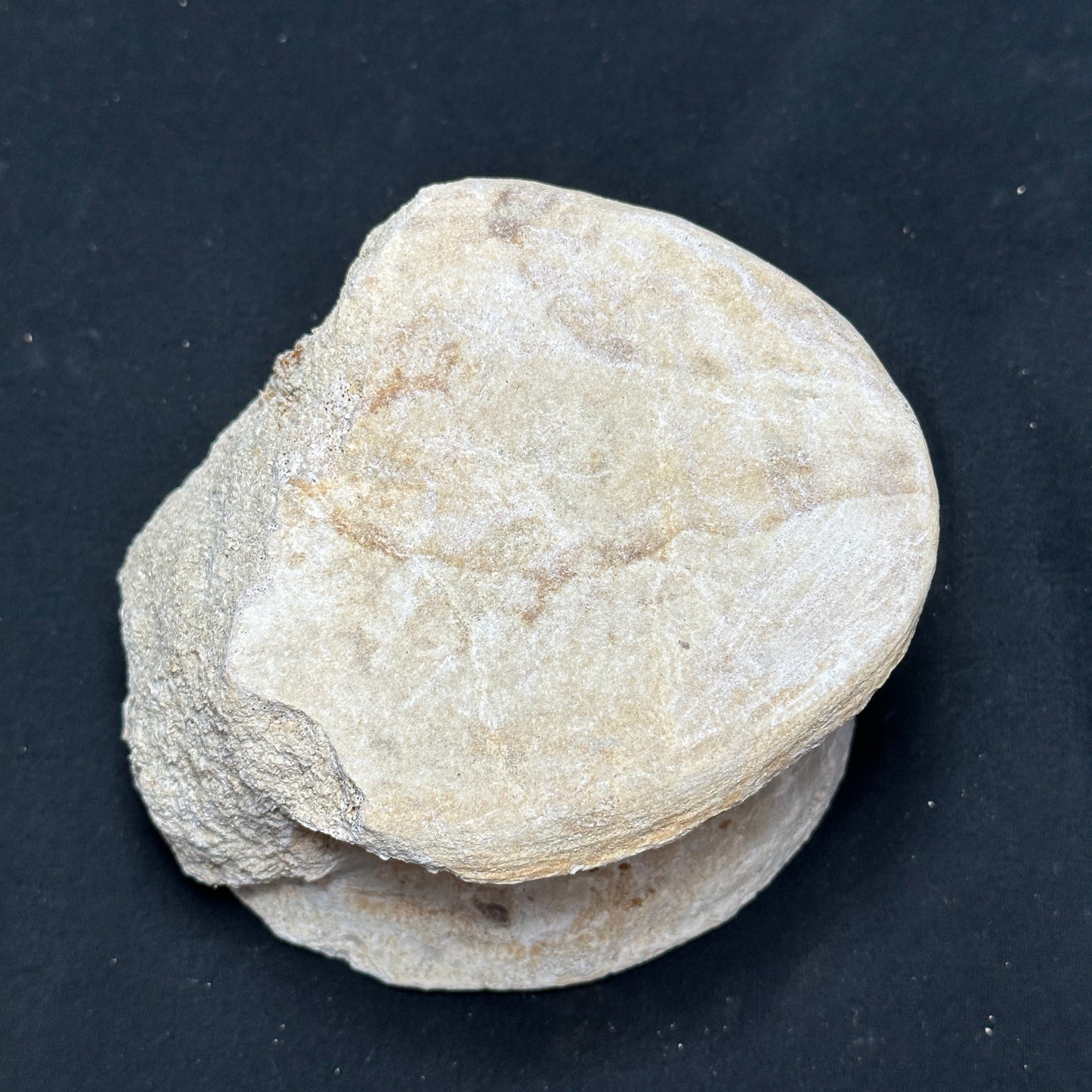 Beautiful Fossilized Whale Vertebrae