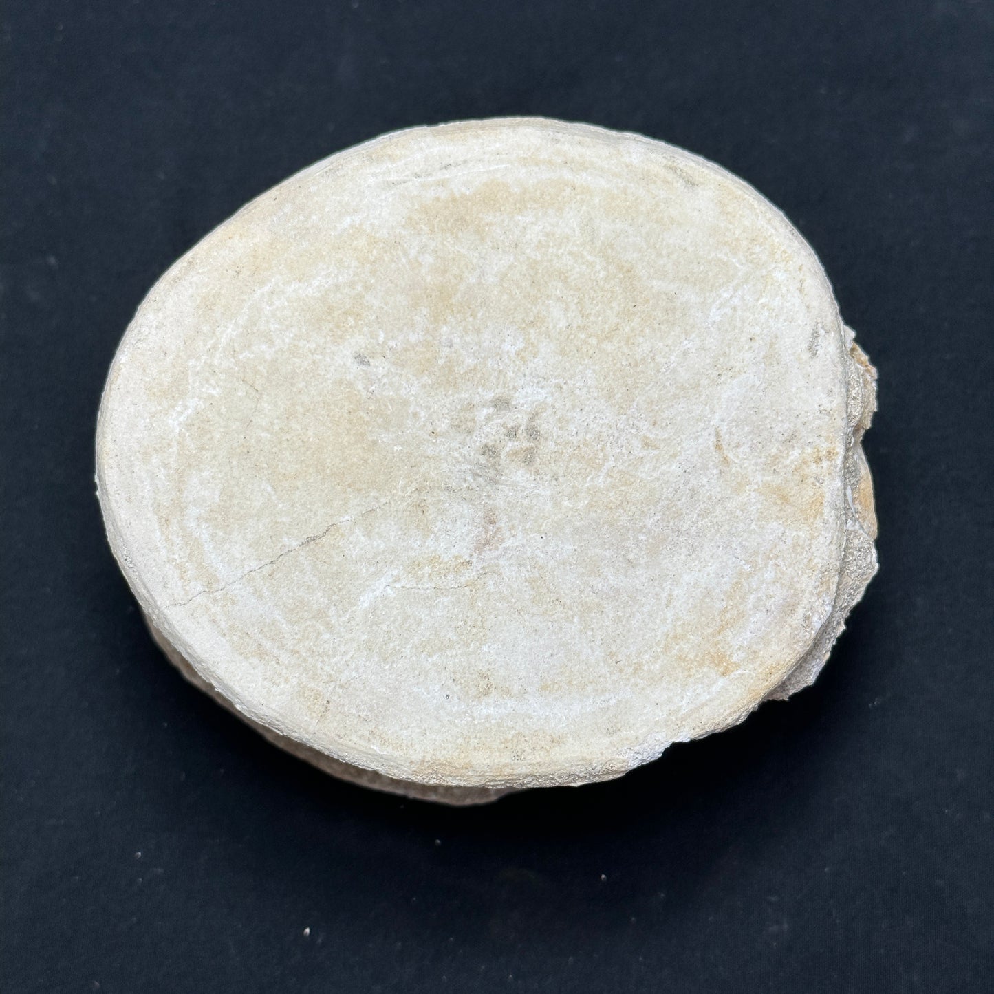 Beautiful Fossilized Whale Vertebrae