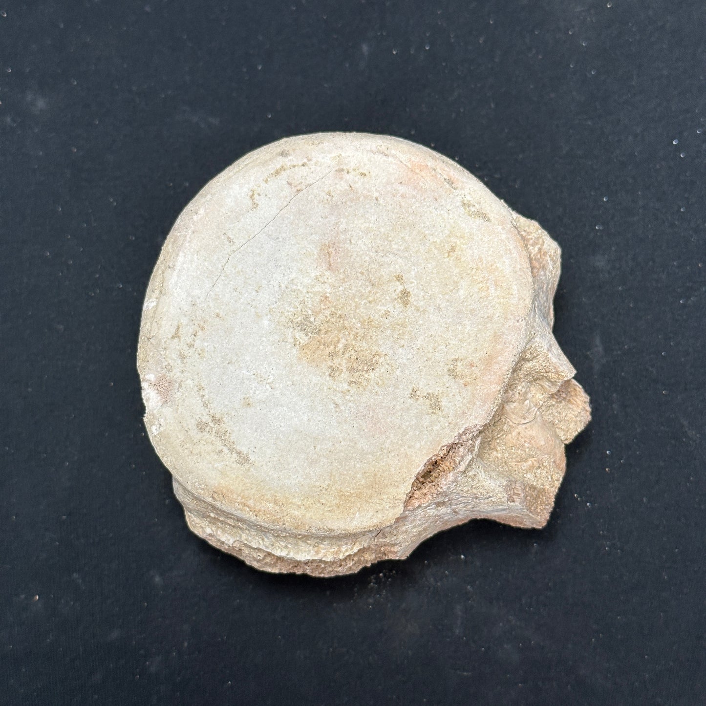 Stunning Fossilized Whale Vertebrae