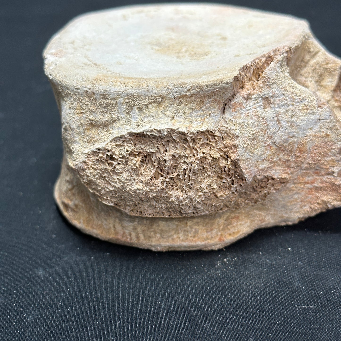 Stunning Fossilized Whale Vertebrae