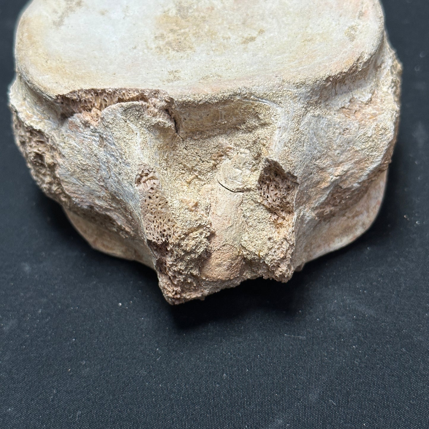 Stunning Fossilized Whale Vertebrae