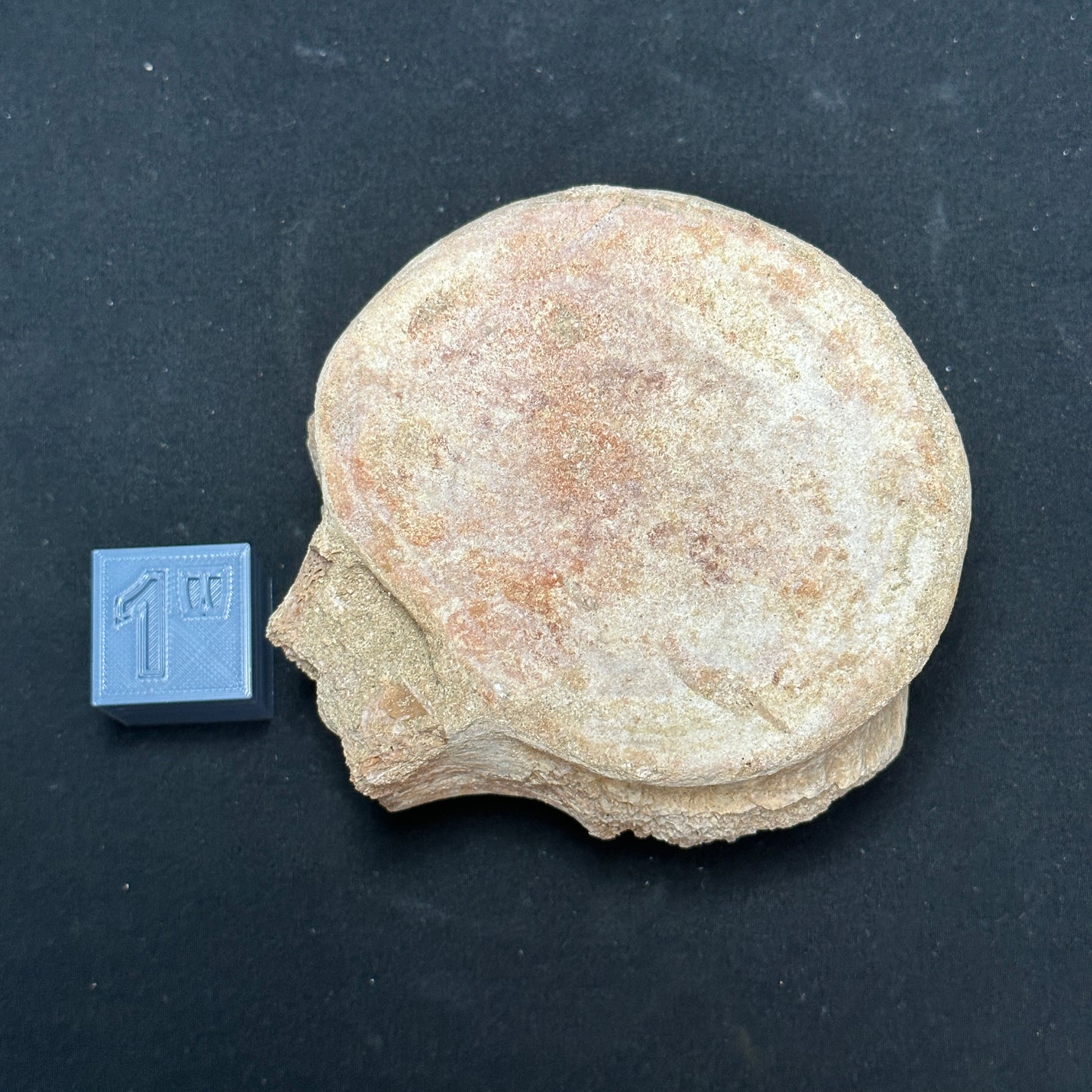 Stunning Fossilized Whale Vertebrae