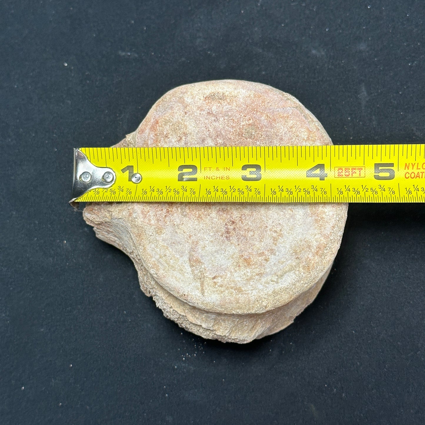 Stunning Fossilized Whale Vertebrae