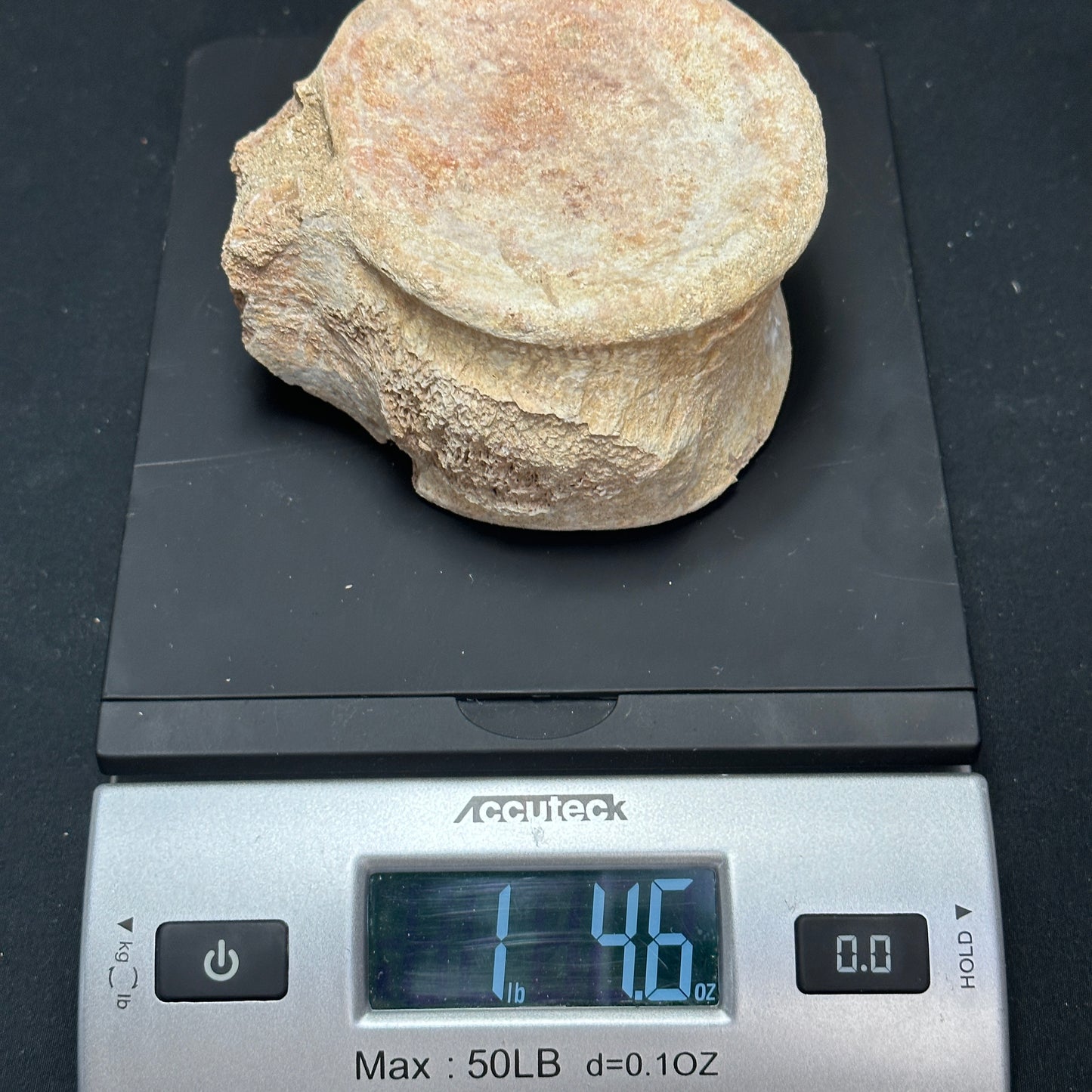 Stunning Fossilized Whale Vertebrae