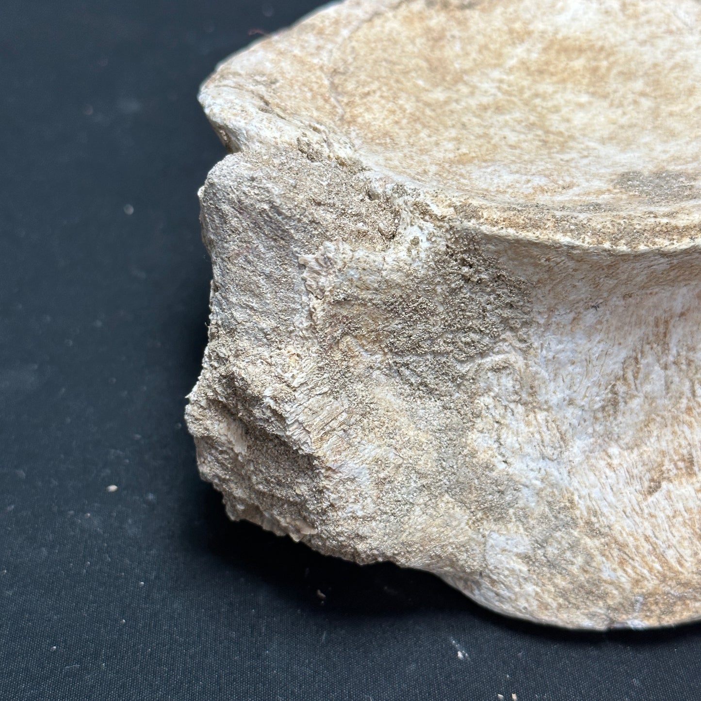 Wonderful Whale Vertebrae