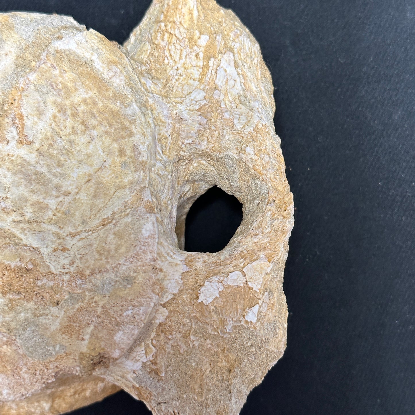 Interesting Fossilized Whale Vertebrae