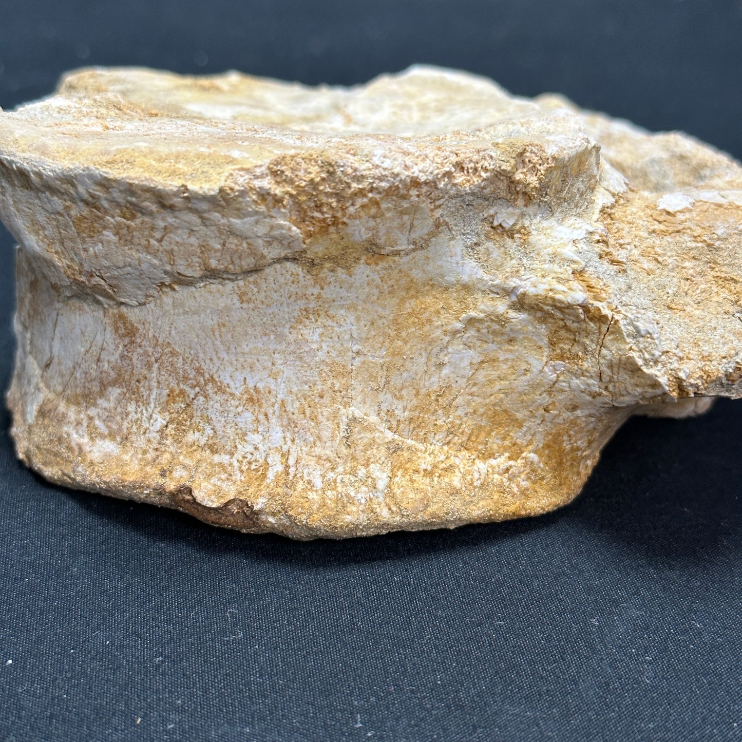 Interesting Fossilized Whale Vertebrae