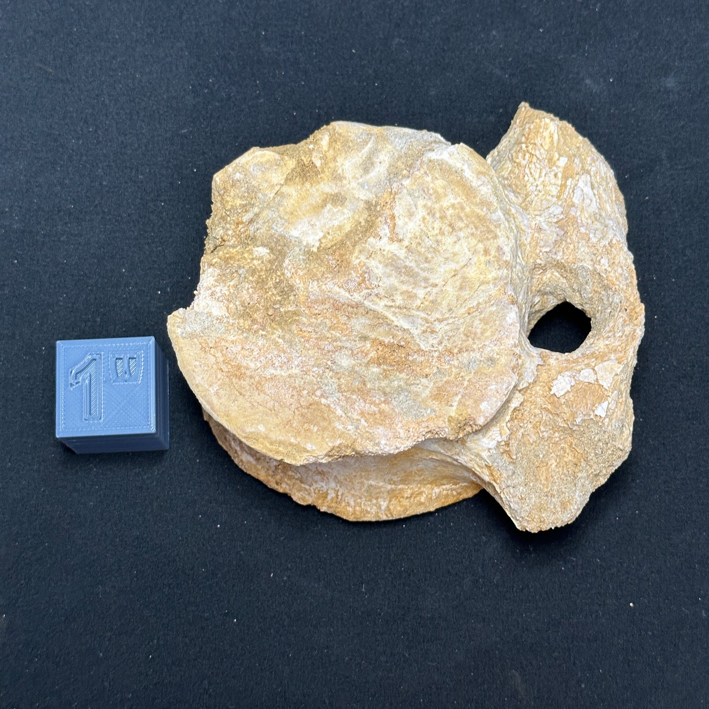 Interesting Fossilized Whale Vertebrae