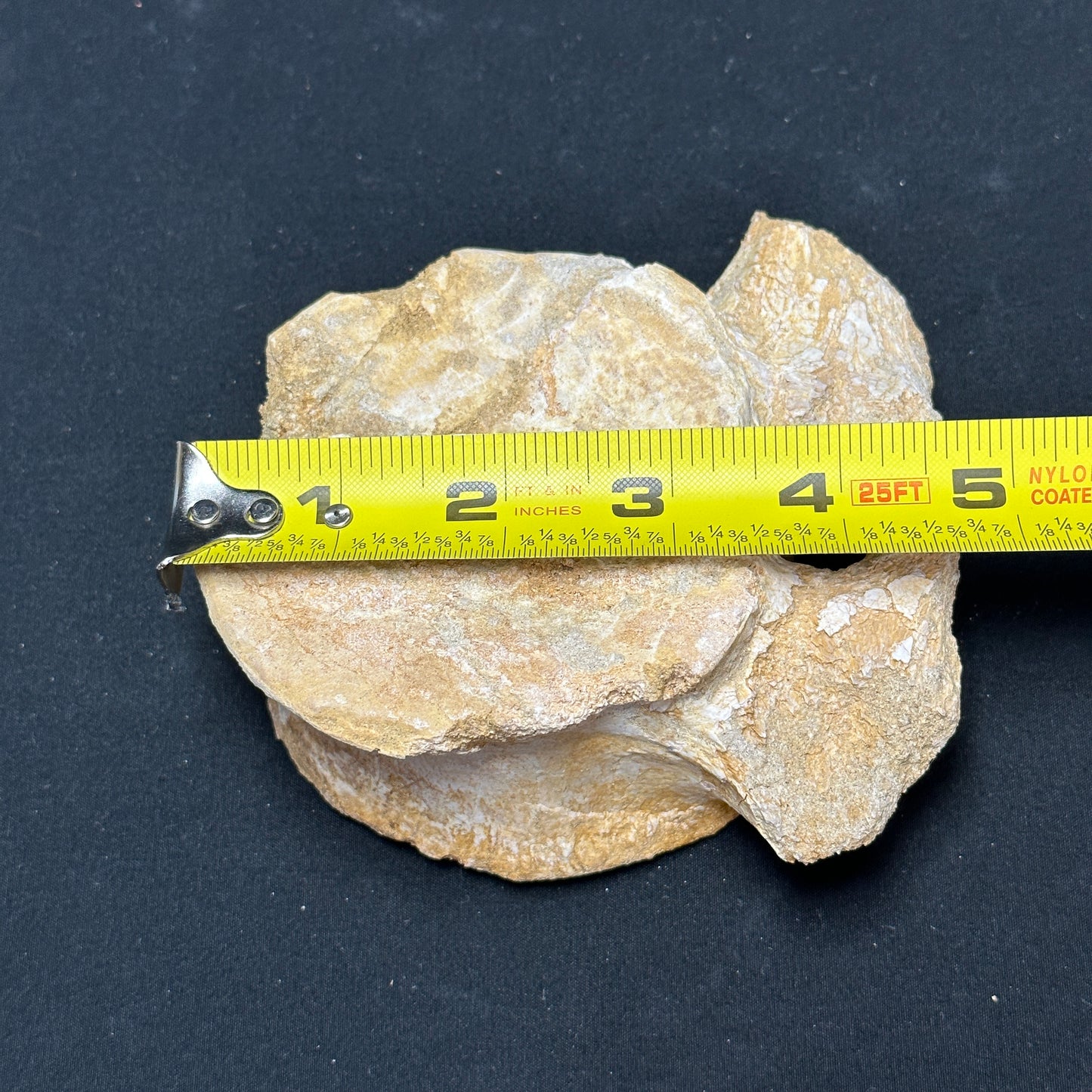 Interesting Fossilized Whale Vertebrae