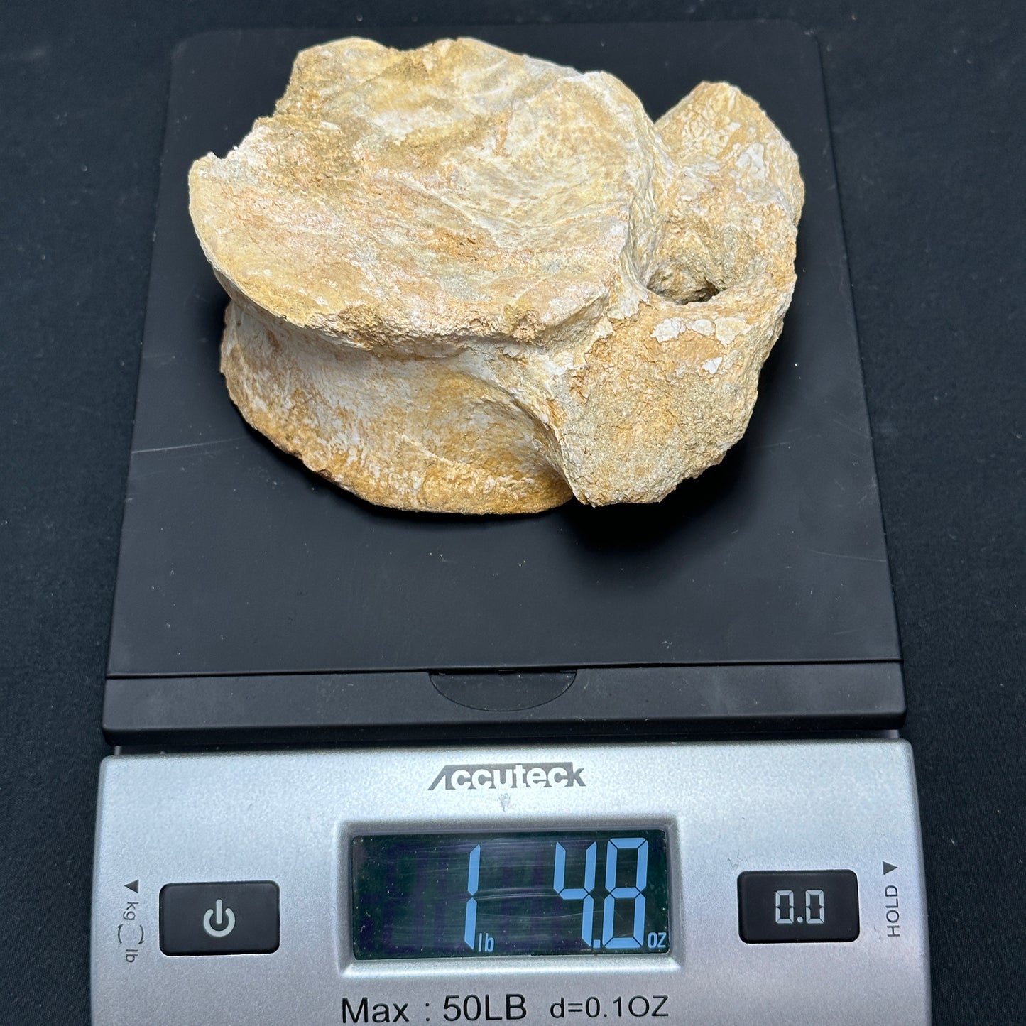 Interesting Fossilized Whale Vertebrae