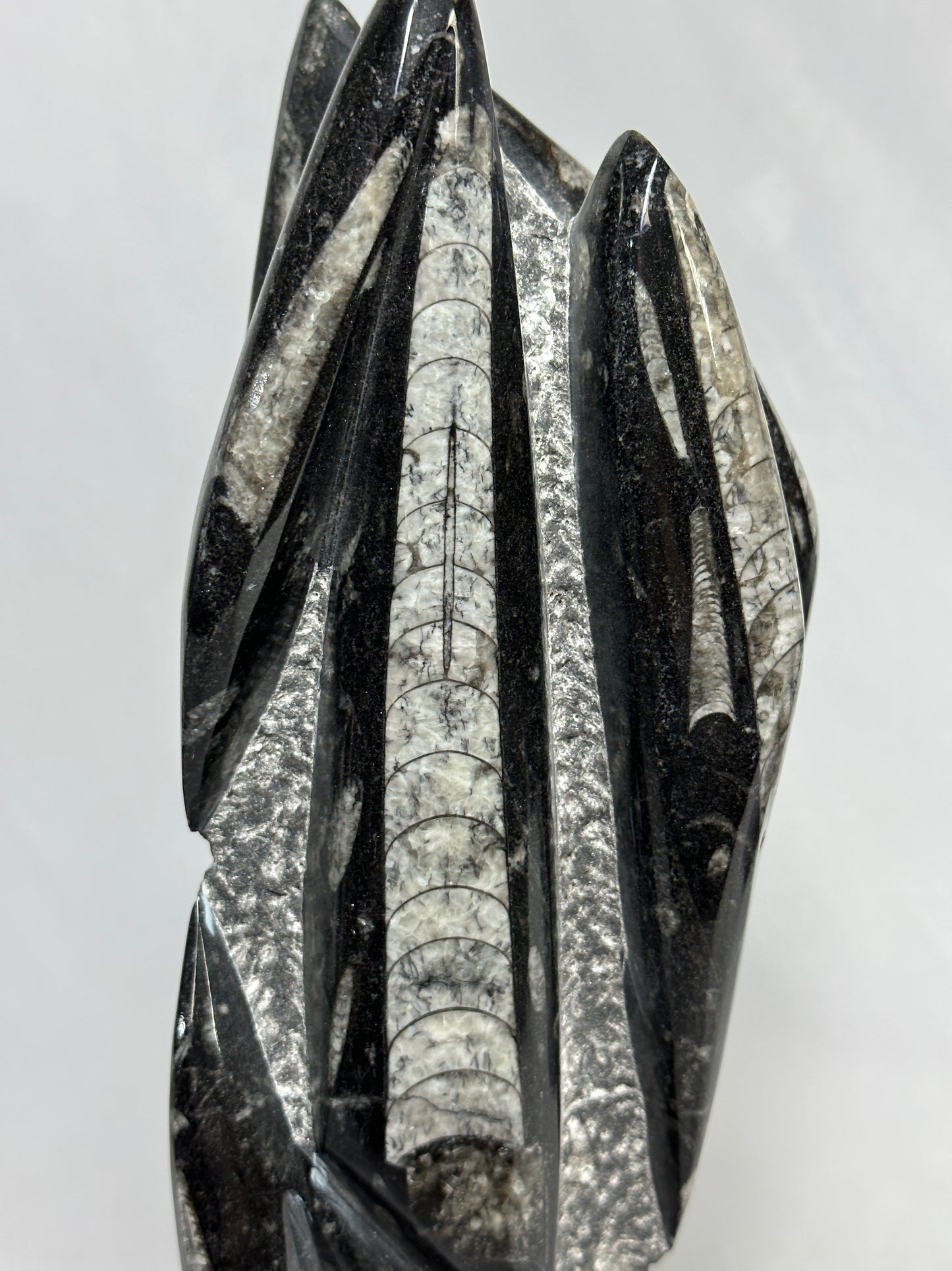 Orthoceras Tower 14.5"