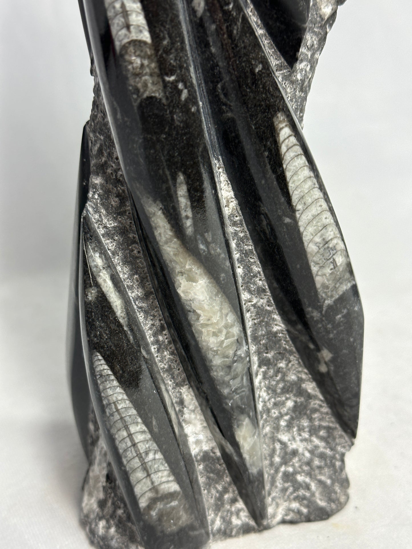 Orthoceras Tower 14.5"