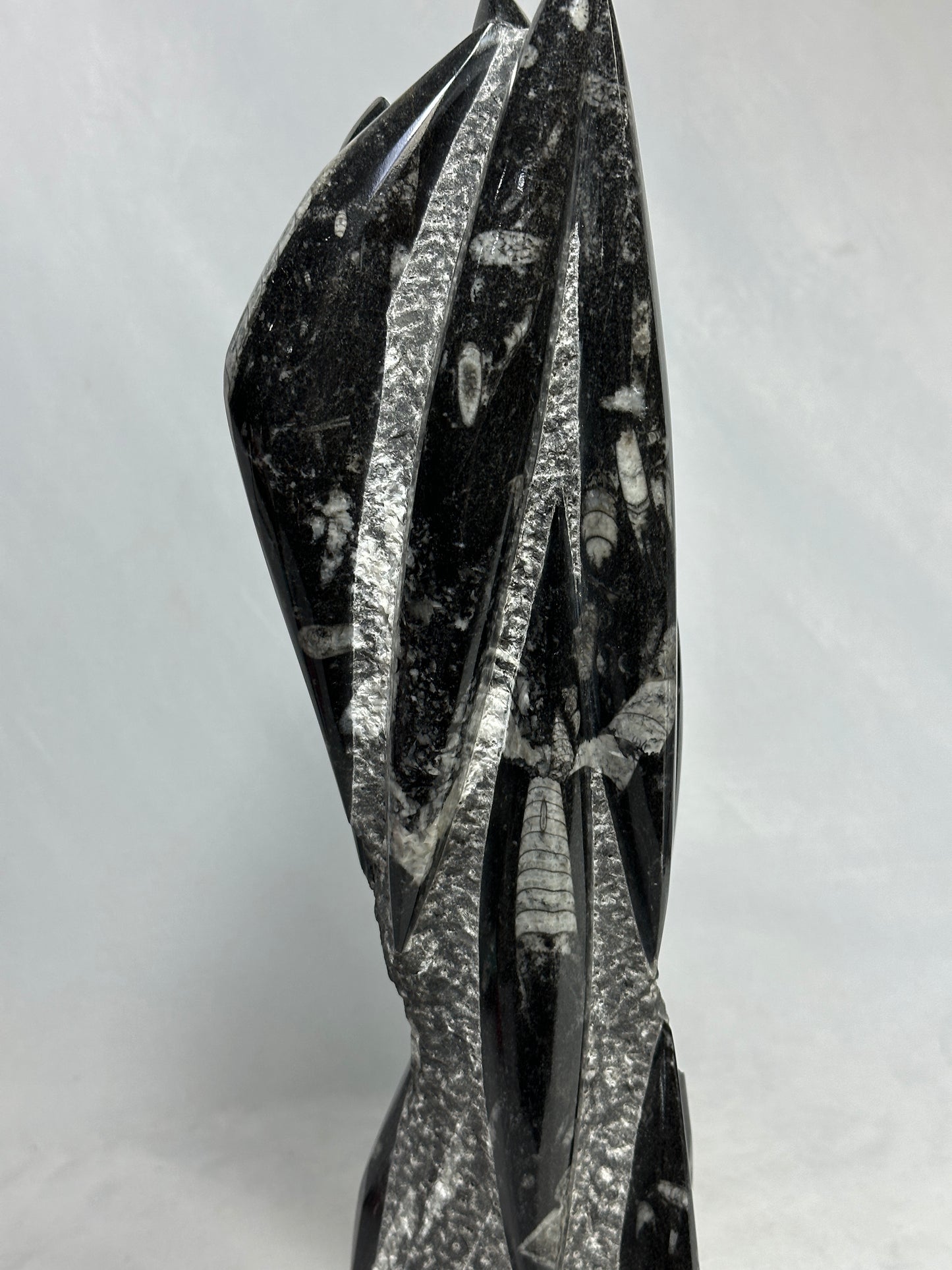 Orthoceras Tower 14.5"