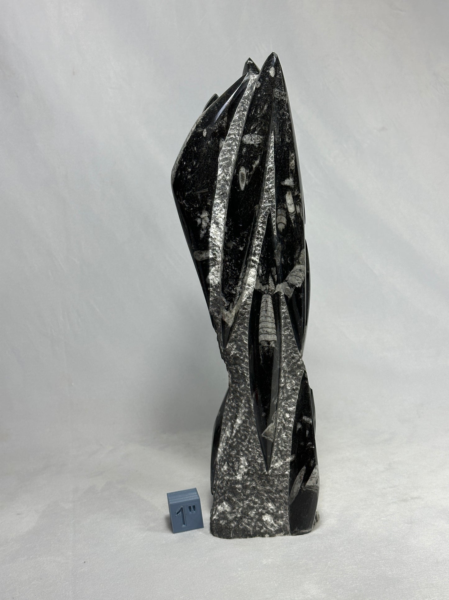 Orthoceras Tower 14.5"