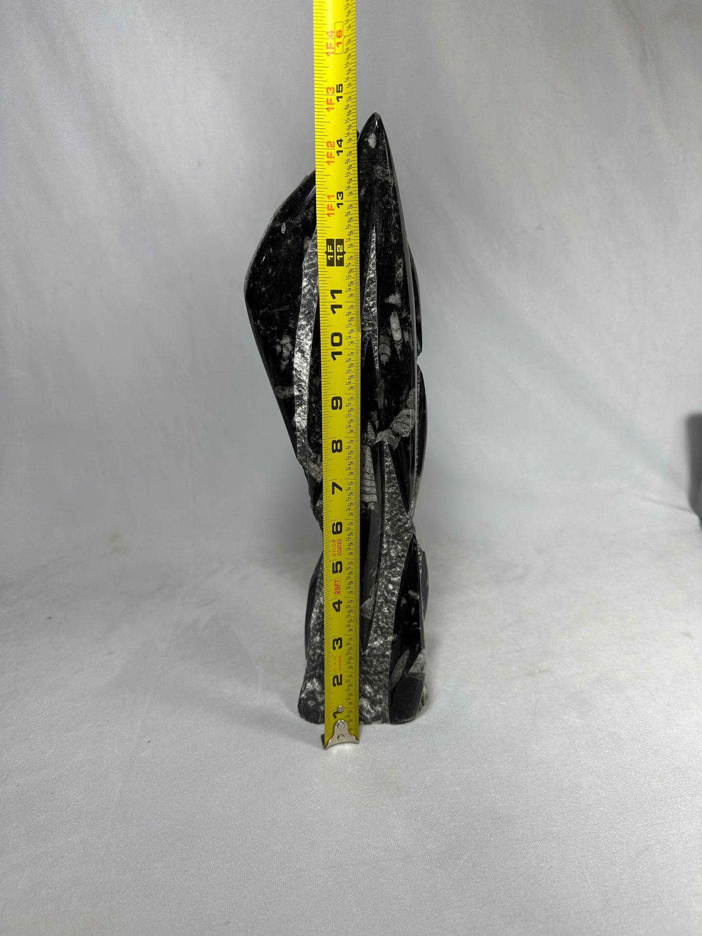 Orthoceras Tower 14.5"