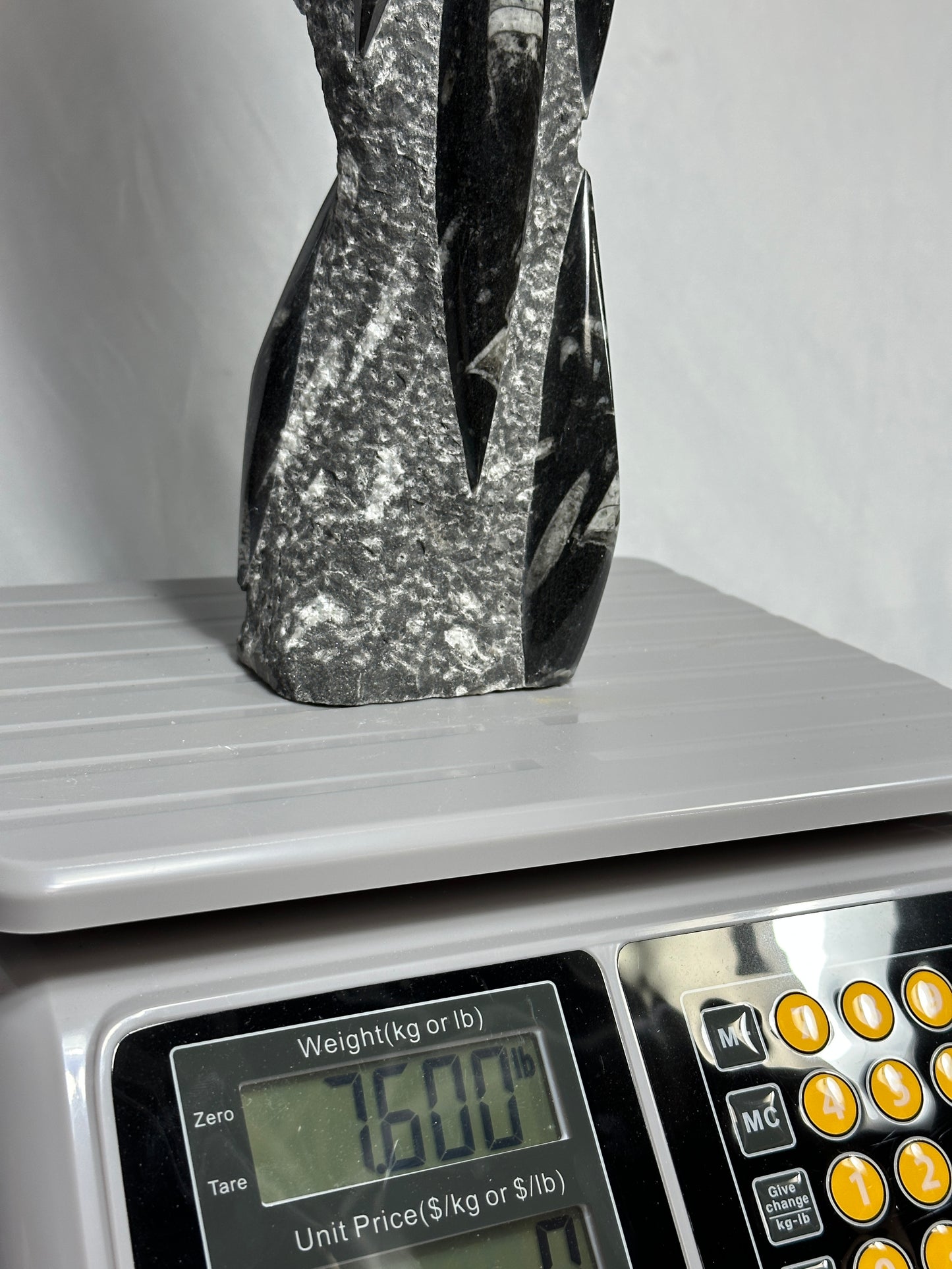 Orthoceras Tower 14.5"