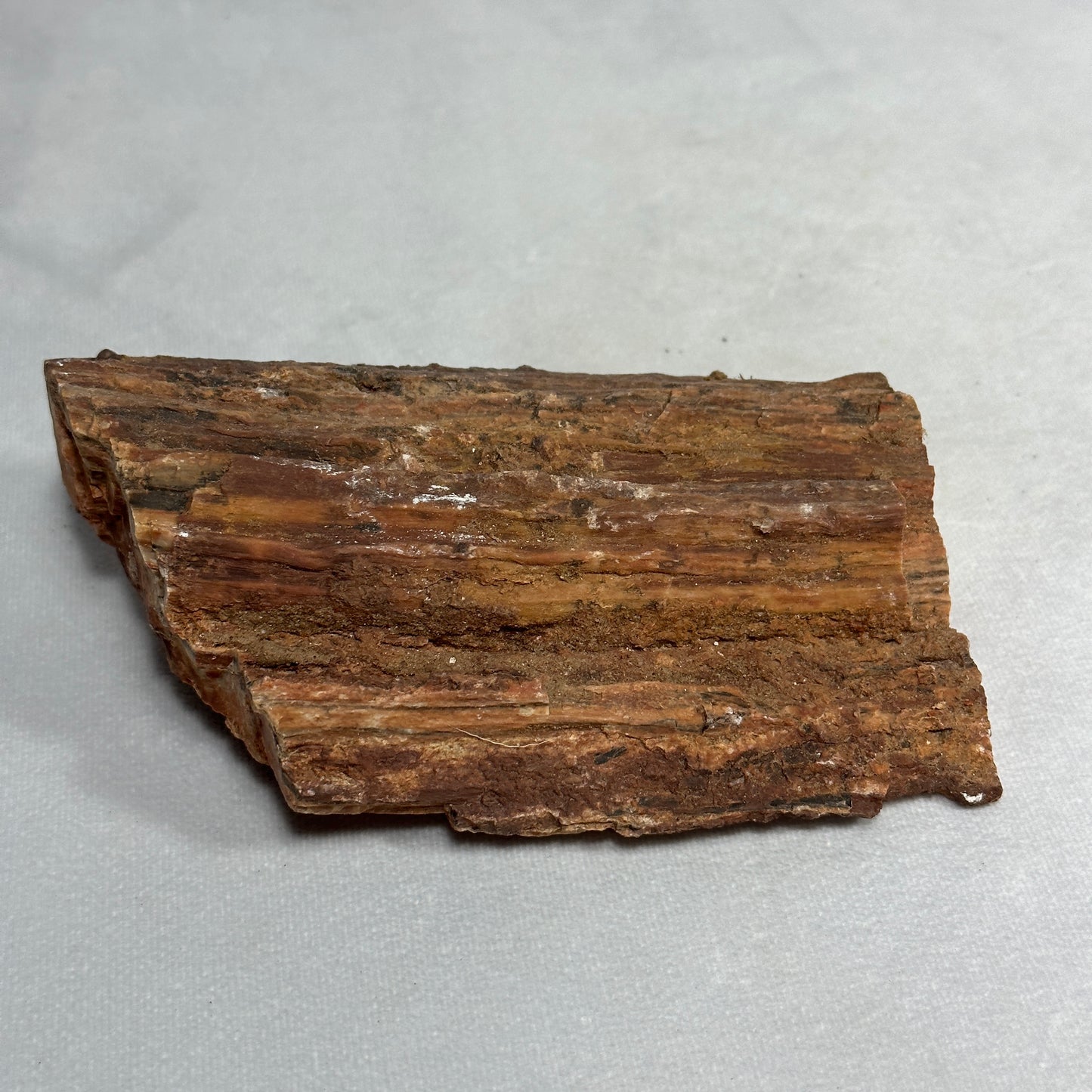 Layered Arizona Petrified Wood