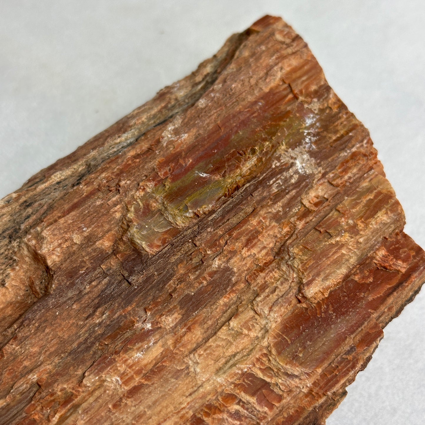 Layered Arizona Petrified Wood