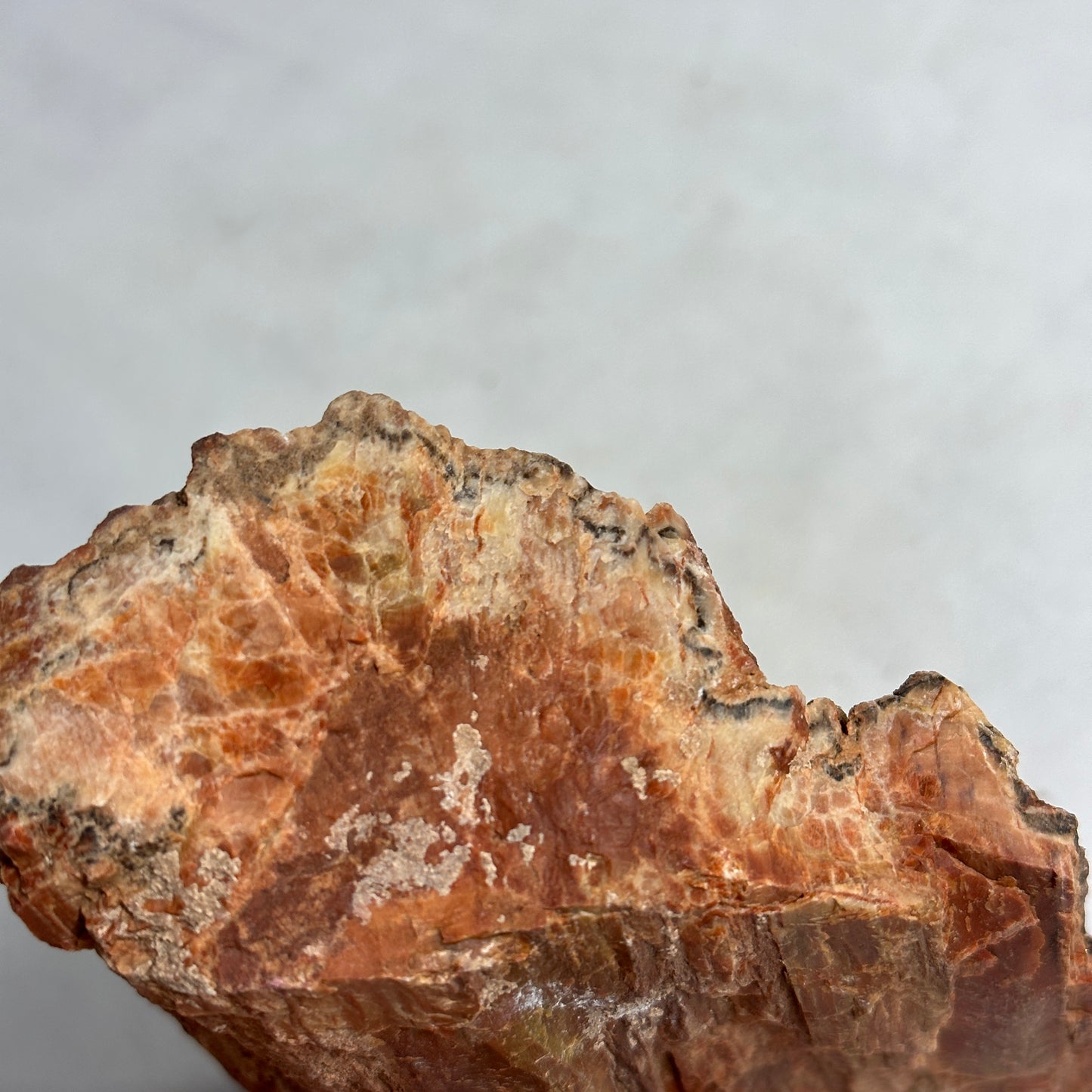 Layered Arizona Petrified Wood